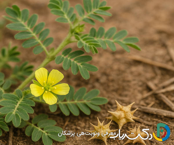 خواص خارخاسک برای کبد
